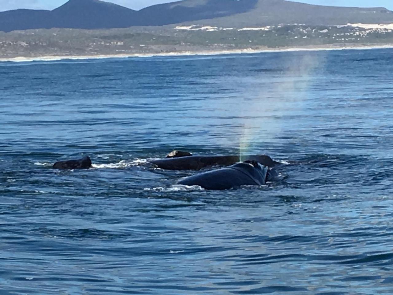 Marine 5 Boutique Hotel Gansbaai Zewnętrze zdjęcie